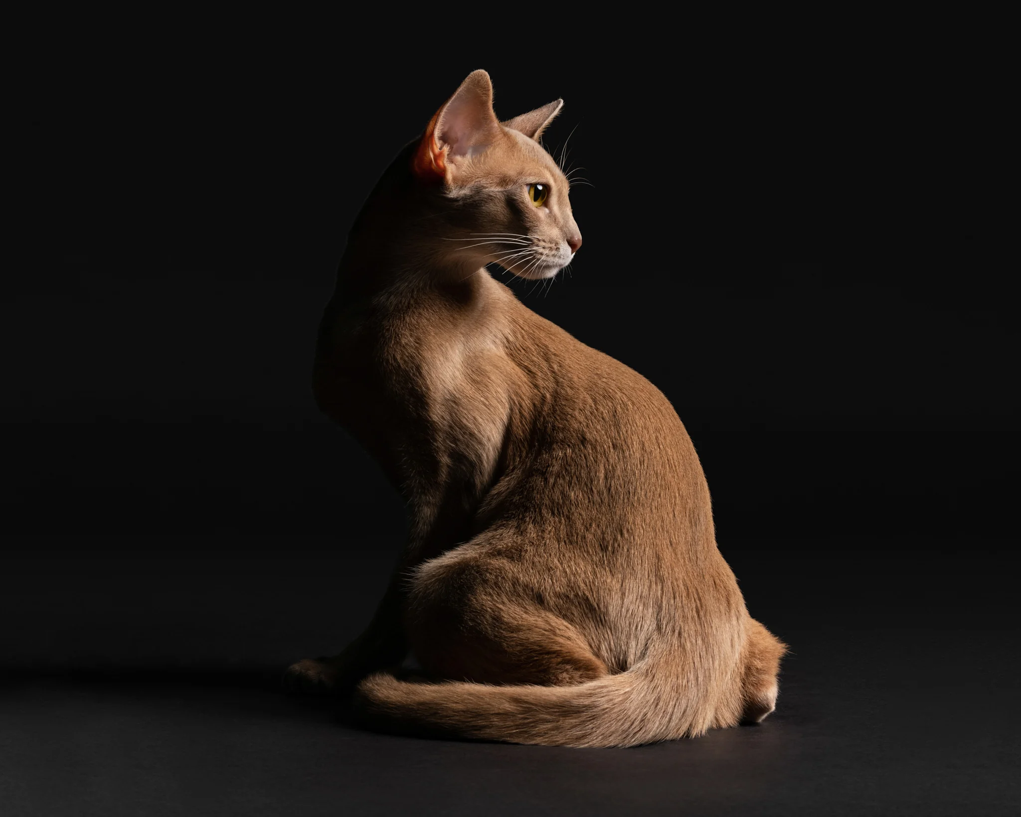 Side profile of an Abyssinian cat on a black background.